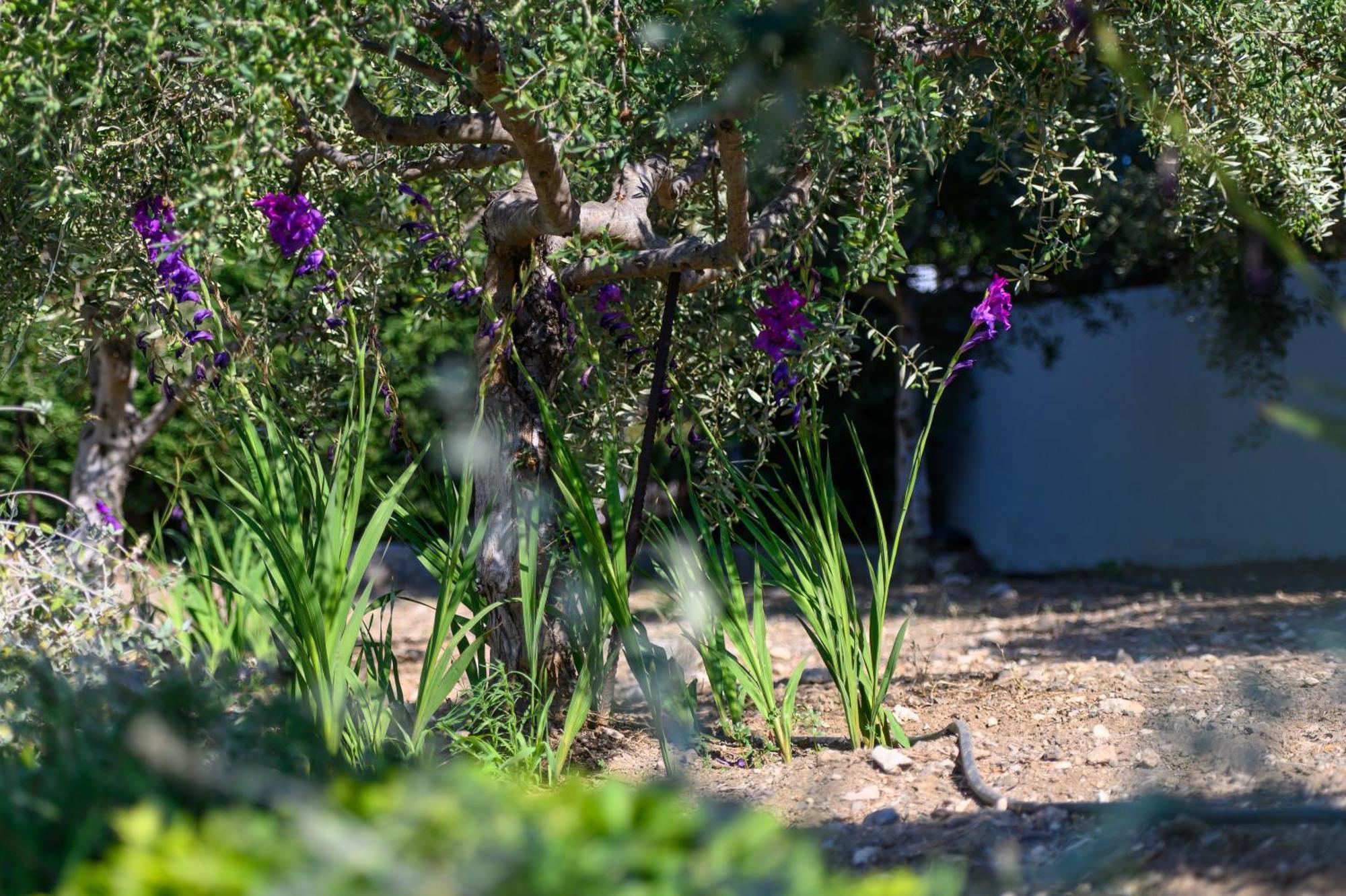 העיירה קוס Phillyrea Luxury Villas מראה חיצוני תמונה